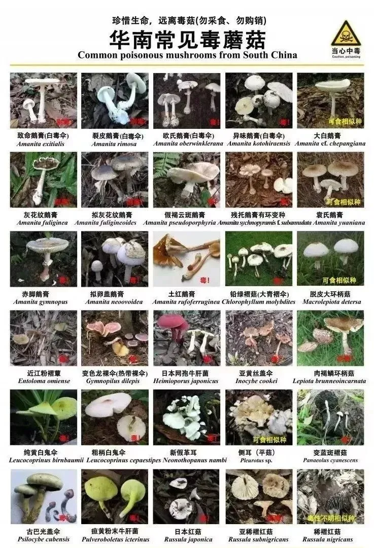 【毒害知多D】小心！有毒！